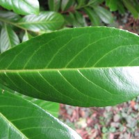 Cherry Laurel